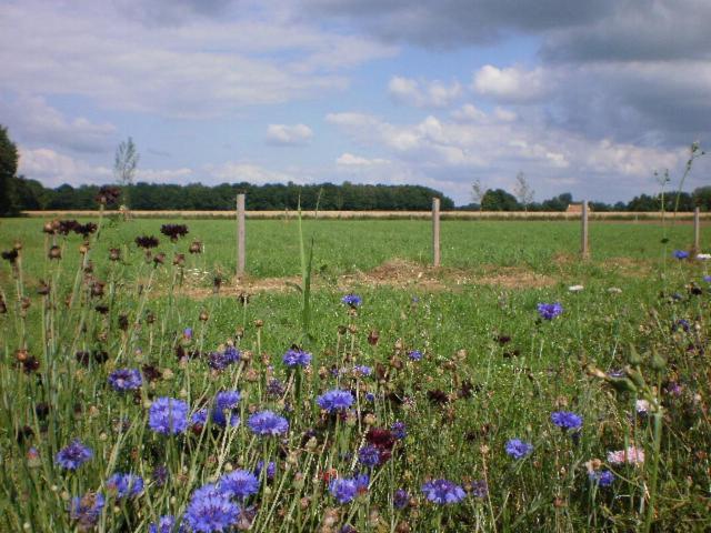 Pipowagen Lidewei Groningen Westerwolde unieke ligging met eigen tuin en vrij uitzicht over veld naar natuurgebied Bed and Breakfast Onstwedde Buitenkant foto