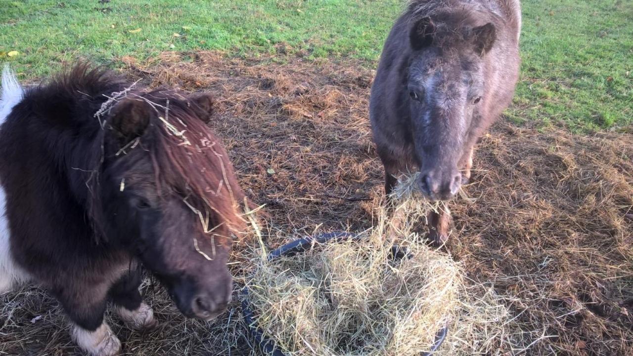 Pipowagen Lidewei Groningen Westerwolde unieke ligging met eigen tuin en vrij uitzicht over veld naar natuurgebied Bed and Breakfast Onstwedde Buitenkant foto