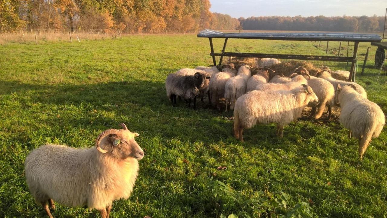 Pipowagen Lidewei Groningen Westerwolde unieke ligging met eigen tuin en vrij uitzicht over veld naar natuurgebied Bed and Breakfast Onstwedde Buitenkant foto